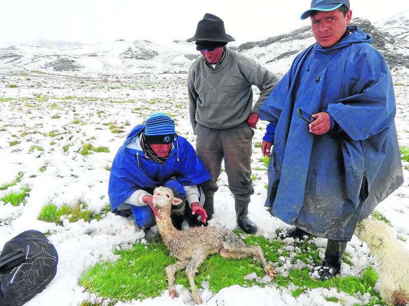 Friaje mató a más de 22 mil alpacas