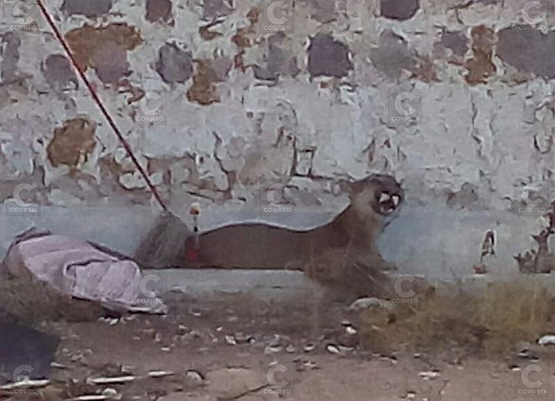  Murió puma rescatado por Serfor en Cerro Colorado  (VIDEO)