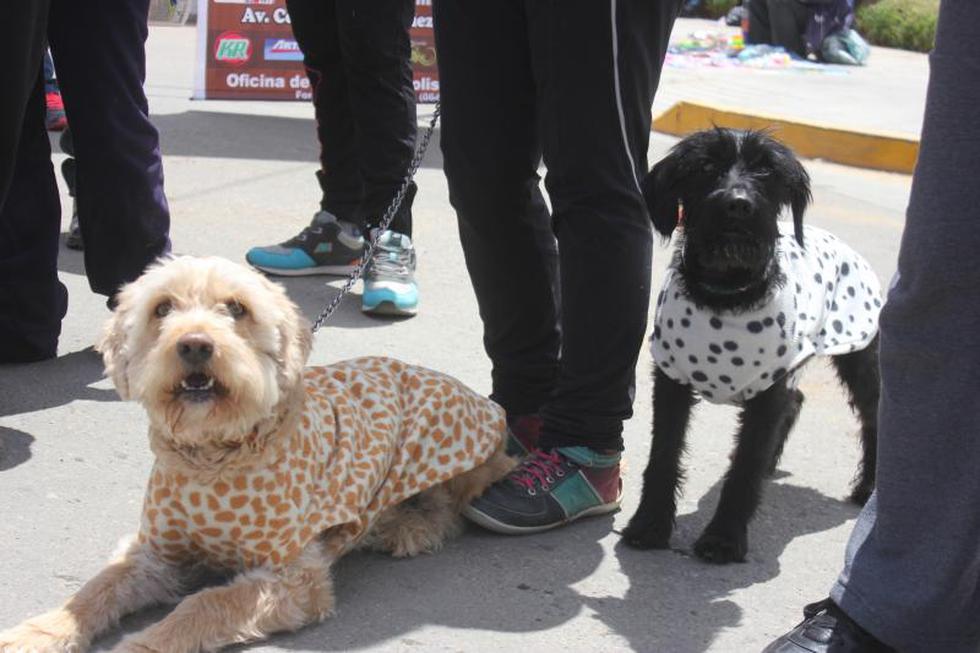 Una competencia  llena de 'amores perros' (FOTOS)