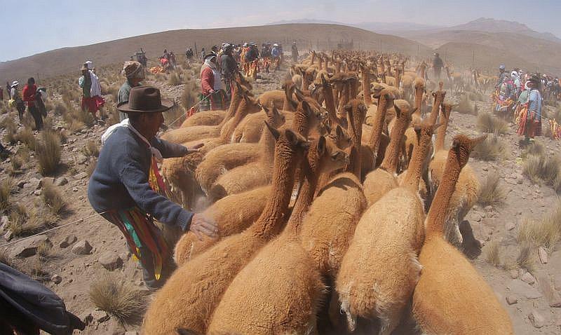 Chacu de vicuña en San Juan de Tarucani el 10 y 11 de setiembre