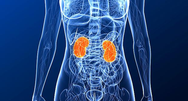 Día Mundial del Riñón: la mala alimentación puede dañar estos órganos