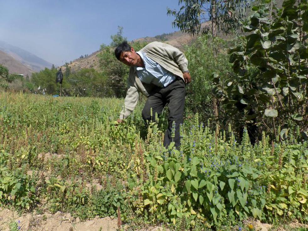 La chía, alimento de moda
