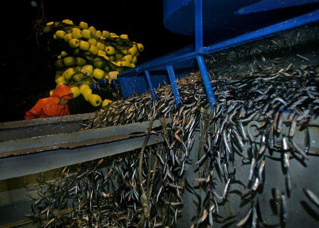Suspenden la pesca de anchoveta en el norte y sur