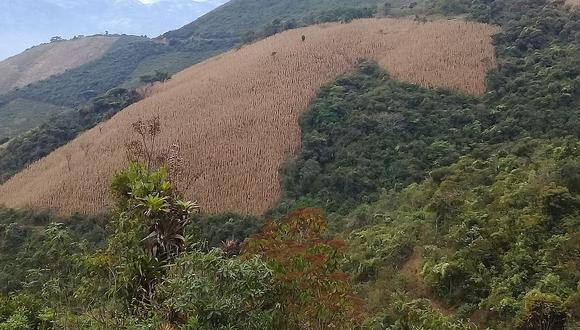 Piura: Recomiendan sembrar especies maderables para controlar deforestación en la sierra
