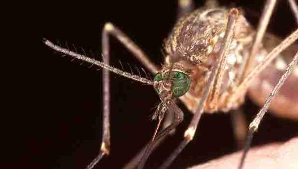 Descubren una vacuna más segura y eficaz contra el dengue