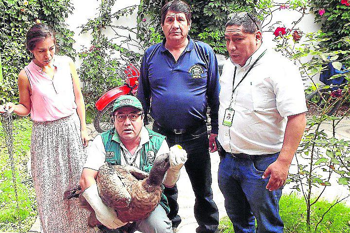 Rescatan a cóndor andino que fue criado como mascota y no podrá ser liberado