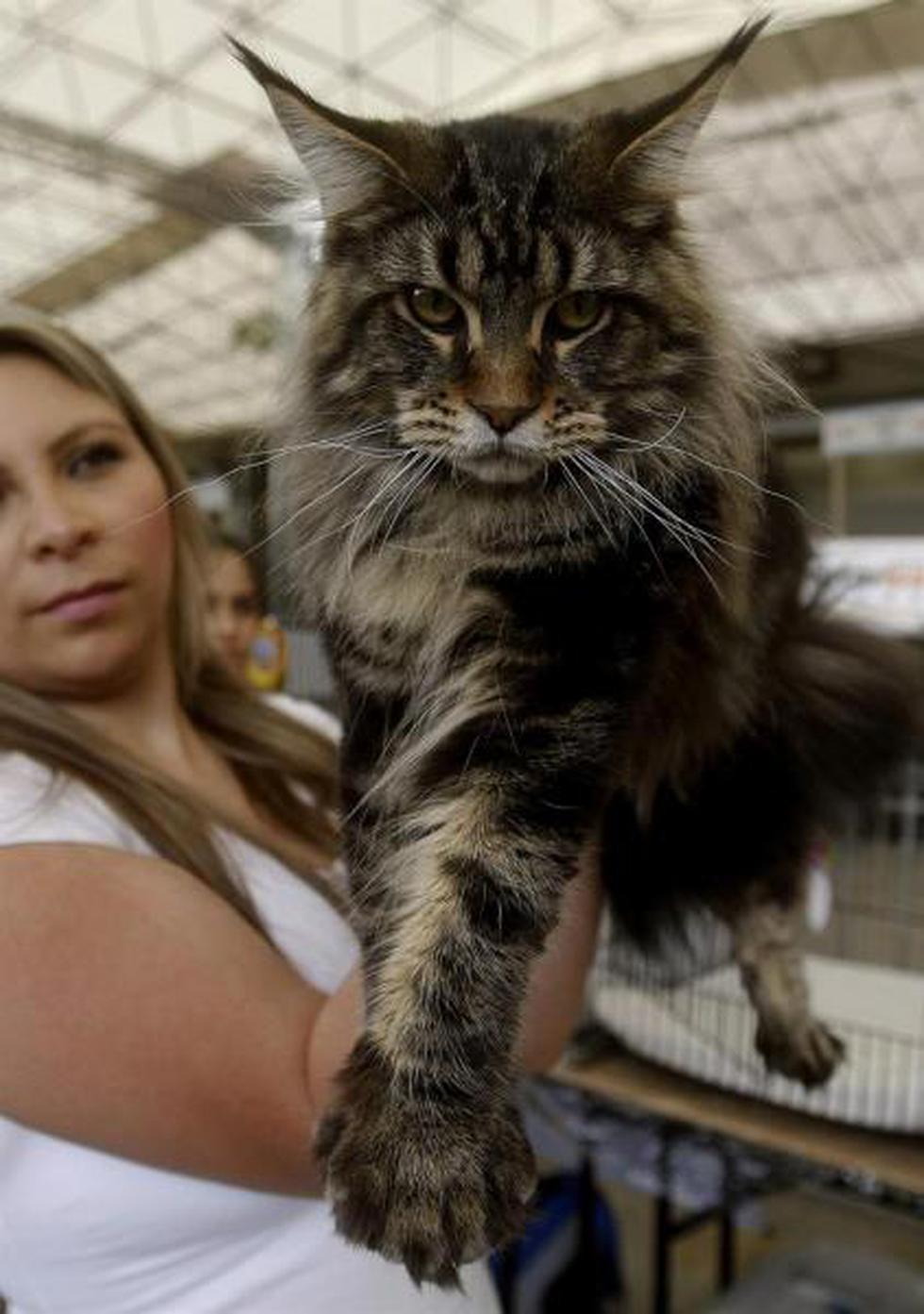 VI Exposición Internacional Felina: Conoce a los gatos participantes (FOTOS)