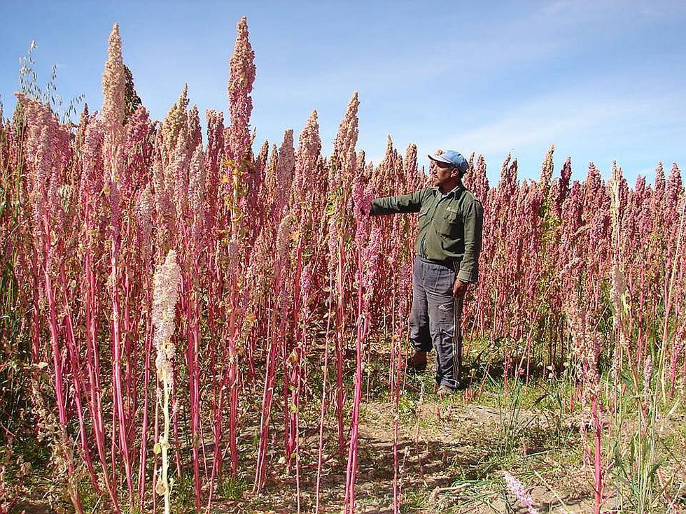 Tres nuevas variedades de quinua para enfrentar el cambio climático