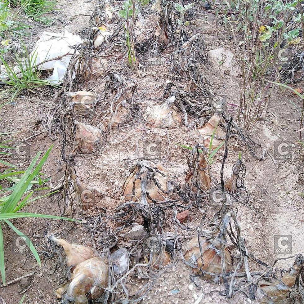 300 hectáreas de cebolla malogradas por las lluvias en Alto Cural (FOTOS)