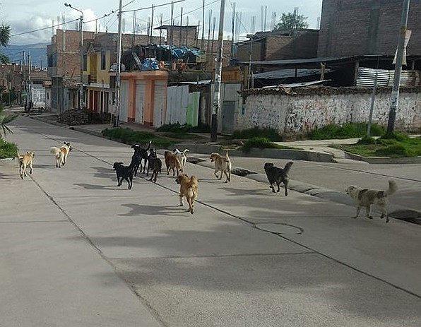 Población de canes incrementa de manera alarmante en Huamanga