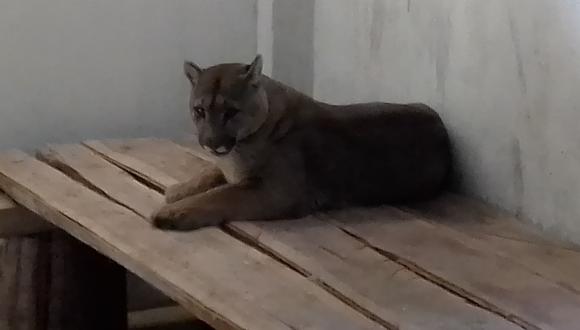 Puma se encuentra muy bien cuidado en el Bosque y Zoológico Municipal de Tacna. (Foto: Adrian Apaza)