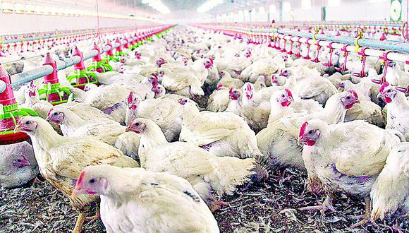 APA: Productores bajan precio del pollo, pero no se traslada al consumidor final