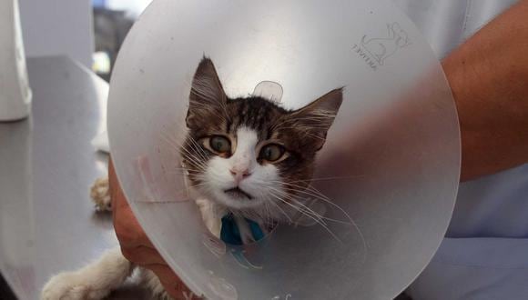 Serenos rescatan a gatito, pero tuvieron que amputarle una pata (Fotos)