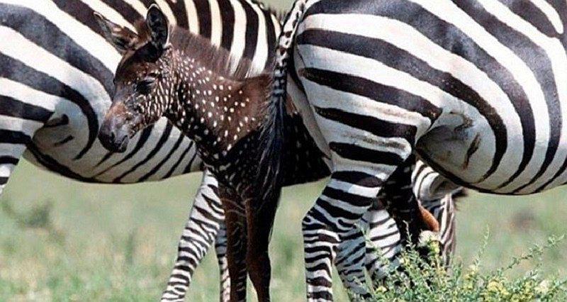 Fotos de cebra bebé que nació con puntos y no con rayas se viraliza en redes sociales 