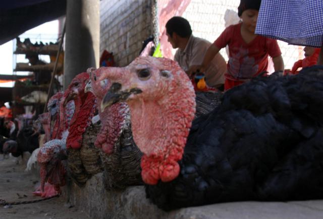 'Feria del Pavo Criollo' en la Beneficencia Pública de Piura