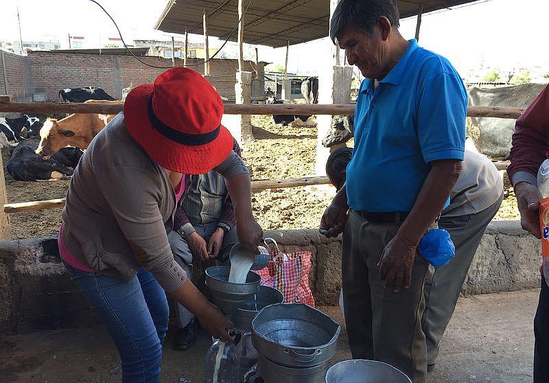 Ganaderos tendrán tres millones de soles para industrializar la leche