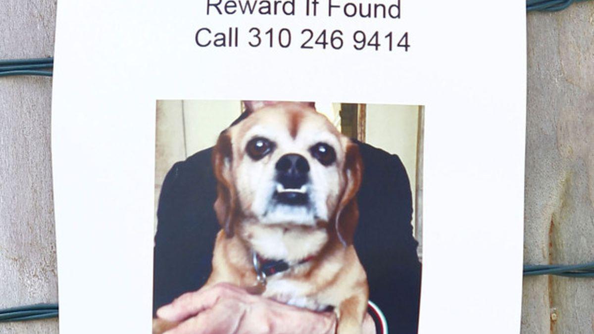 El actor que interpretó a Rocky Balboa confesó haber pagado mucho dinero cuando se perdió su adorable Phoebe.