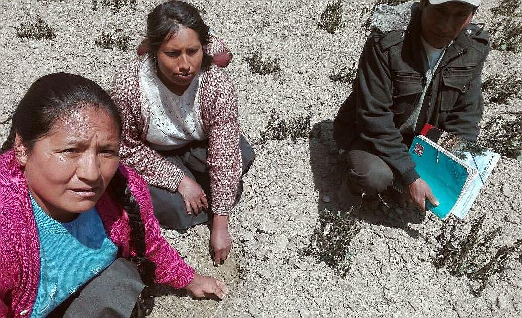 Heladas destruyen campos de cultivo en Cusco (FOTOS) 