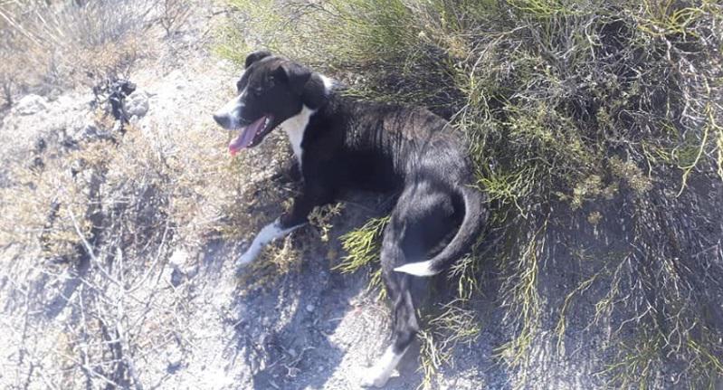 Perro (Foto: Facebook)