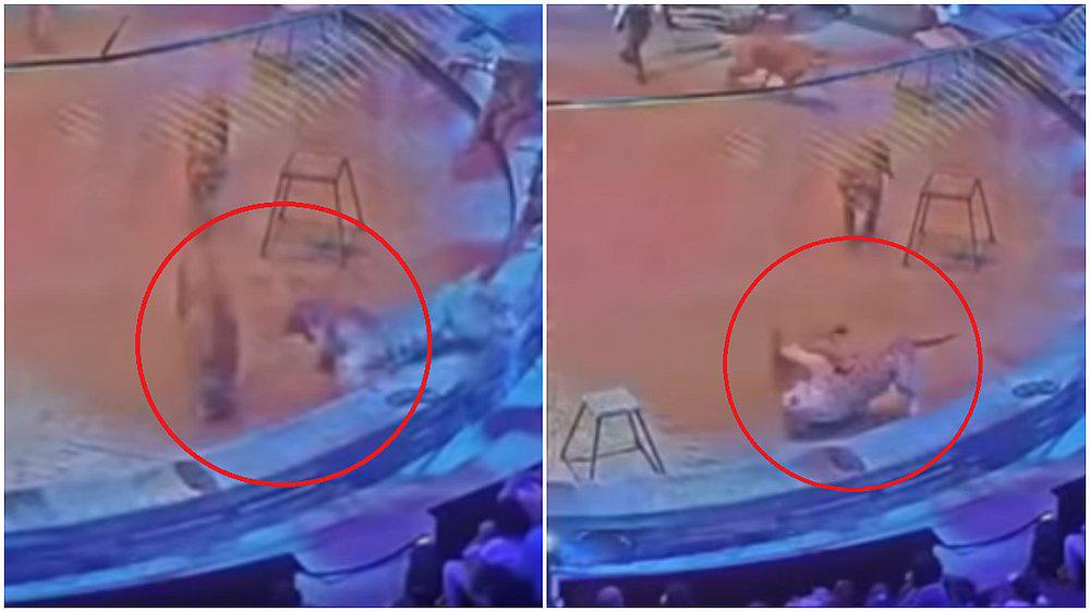 Viral: Susto en un circo por una pelea entre un tigre y un león (VIDEO)