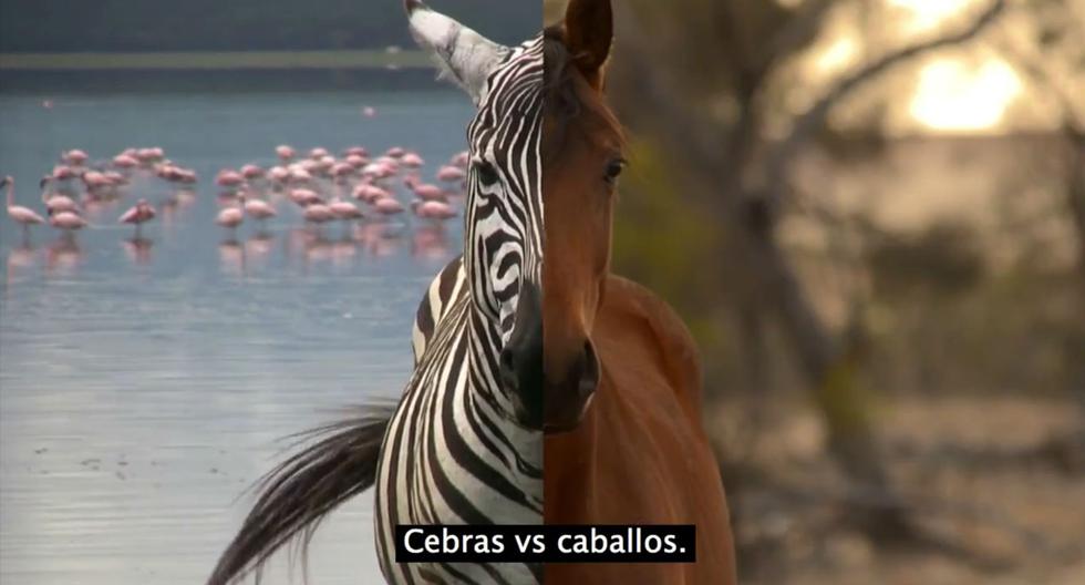 YouTube: Video explica por qué se domesticó al caballo y no a la cebra