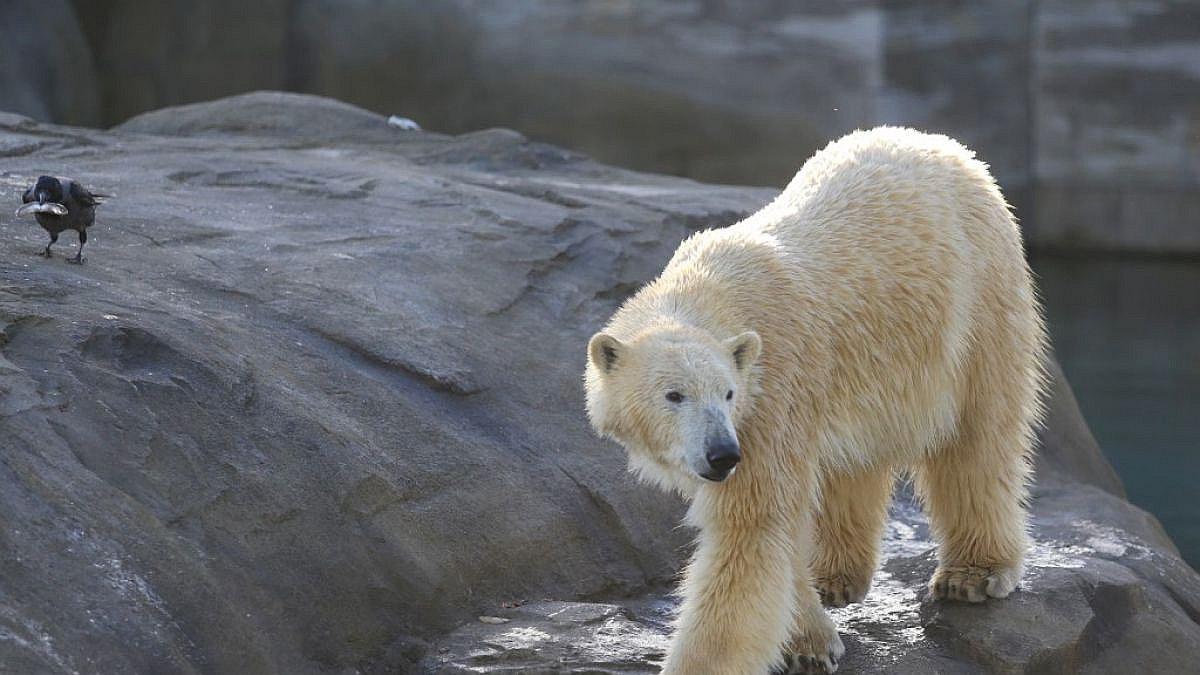 Oso polar hambriento y cansado busca comida entre la basura (VIDEO)