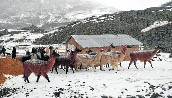 Cerca de 15 mil alpacas mueren por el friaje