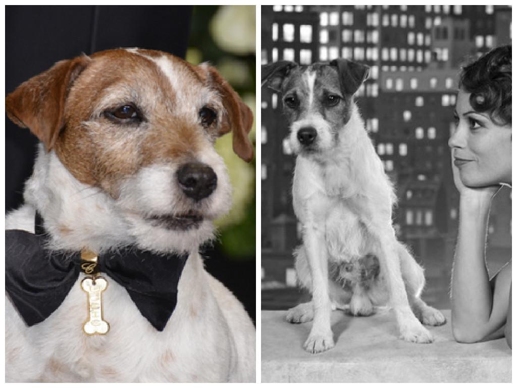 ​Muere Uggie, el famoso perro de "El Artista" y "Agua para elefantes"