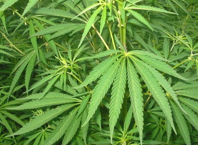Vraem: Policía Nacional destruyó cerca de una tonelada de marihuana