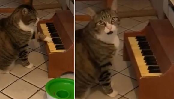 Gato con sobrepeso toca el piano para pedir comida y romper la dieta (VIDEO)