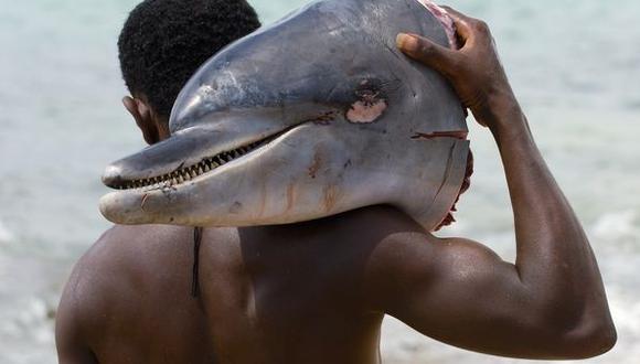 ​Más de 15.000 delfines fueron cazados entre 1976 y 2013 en las Islas Salomón