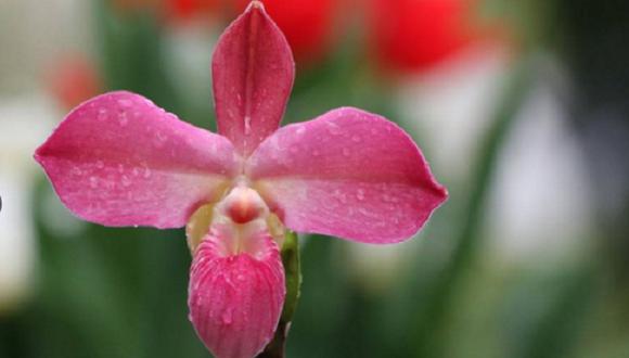 ​Polémico: orquídea peruana fue patentada con el nombre de un estadounidense