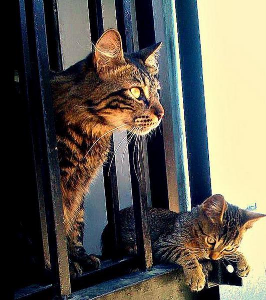 Mascotas: Depresión en los gatos y sus posibles causas