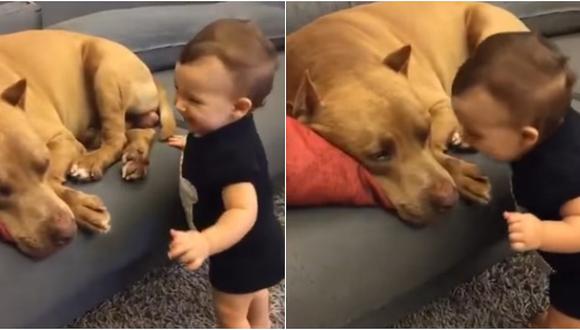 YouTube: mira a reacción de un pitbull ante el beso de un bebé