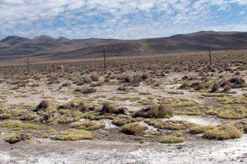 "Salinas" está en peligro