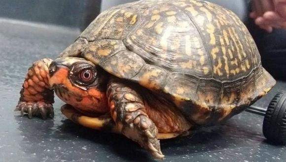 Esta tortuga vuelve a caminar usando de prótesis unas llantas (VIDEO)