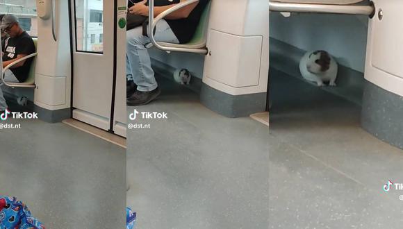 El cuy debajo de un asiento en el Metro de Lima. (Foto: composición EC)