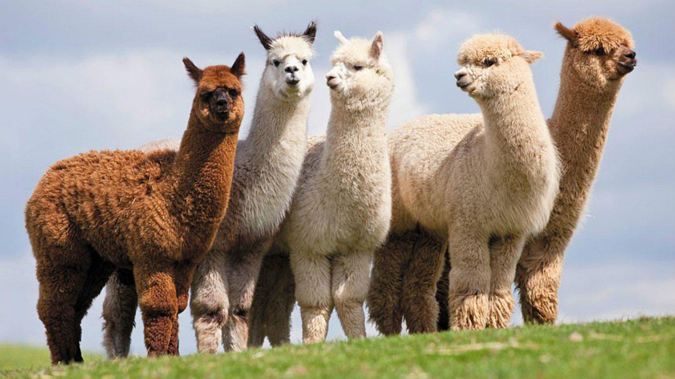Alpaca registra en los Record Guinness por tener la lana más fina del mundo (FOTOS)