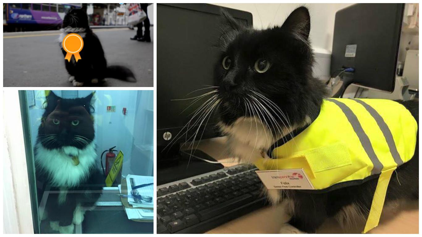 ​Conoce a Félix: Un gato con un puesto importante (VIDEO)