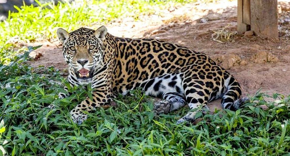 Cusco: Capturan a otorongo que se escapó de reserva e ingresó a la ...