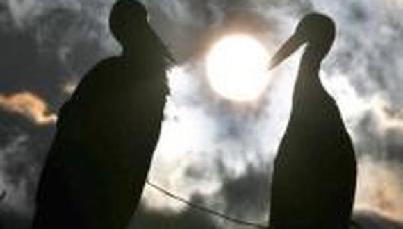 El tierno amor entre dos cigüeñas tiene en vilo a Croacia