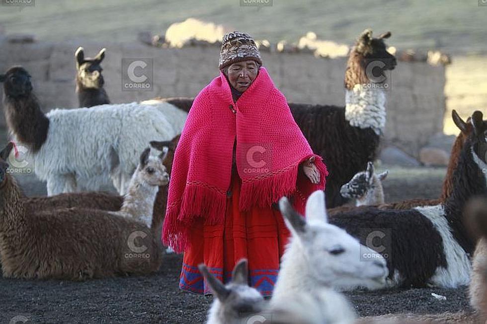 La complicada tarea de crianza camélidos bajo difíciles condiciones climáticas (FOTOS)