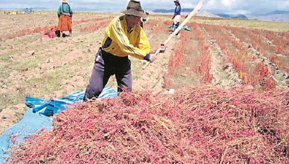 Perú lideró exportación mundial de quinua