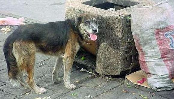 Perros abandonados serán sacrificados en la ciudad de Juliaca
