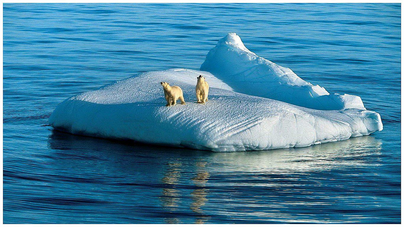 Osos polares se están quedando sin hielo en el Ártico