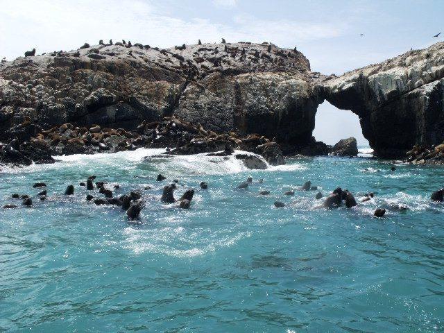 Islas Guañape en peligro