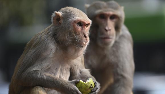 Los monos sacaron al pequeño Keshav Kumar de su casa. (Foto referencial: Sajjad HUSSAIN / AFP)