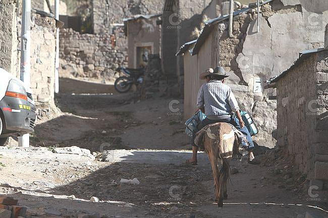 Senasa brindará tratamiento a los animales de las familias damnificadas por el sismo