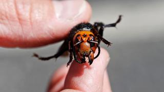 México niega haber detectado la presencia del avispón asiático gigante