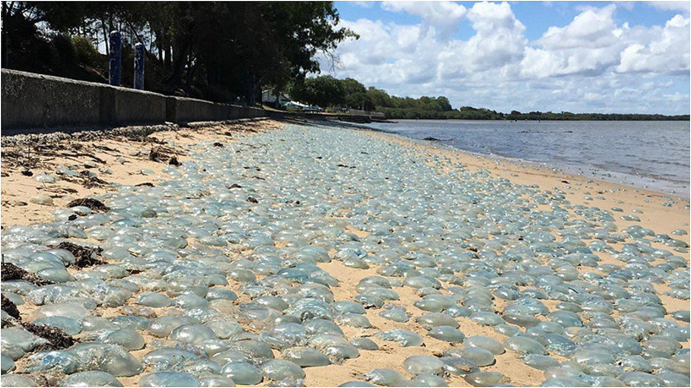 Medusas venenosas "toman sol" en playa australiana 